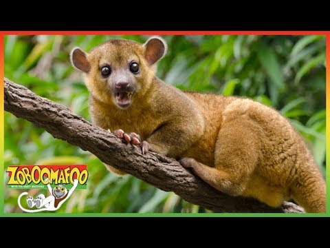 🐵🐒 Zoboomafoo 136 | Hail to tails | Animal shows for kids | Full Episode | HD 🐵🐒