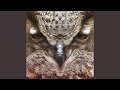 Owl Intro