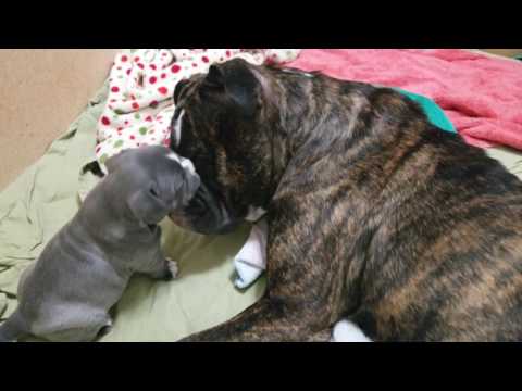 Olde English Bulldogge puppy morning play time