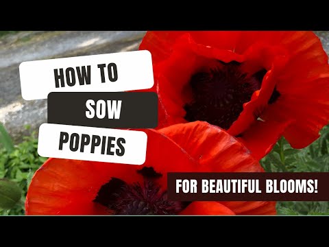 Corn Poppy Refuge