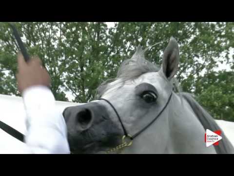 N.136 PROFENDER KA - Ströhen 2016 B-Show - Stallions 4-6 years old (Class L)