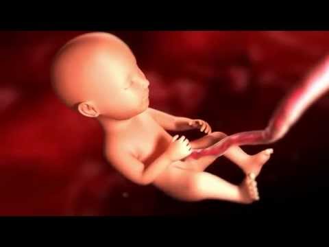 25-29 неделя беременности