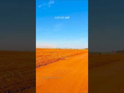 Centenas de araras tomam conta de lavoura em Minas Gerais