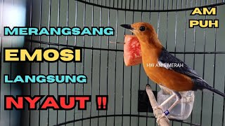 Download lagu Merangsang Emosi Dalam Hitungan Detik, Terapi Macet Bunyi Jadi Gacor || HW ANIS MERAH CHANNEL mp3