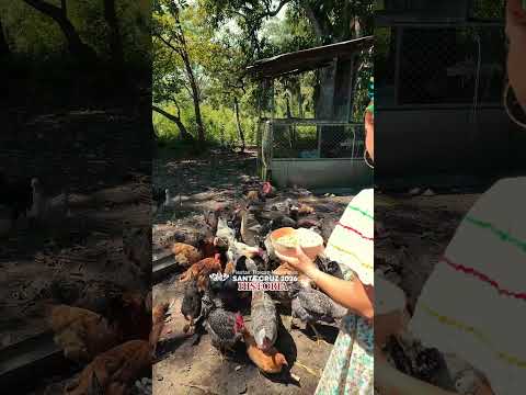 La mujer campesina | Santa cruz Guanacaste
