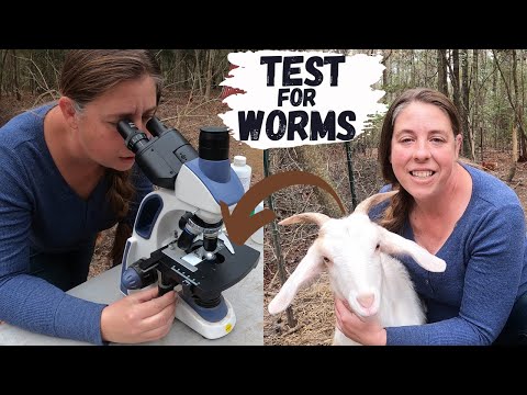 How To Check Your Goats Or Sheep For Worms | How To Run A Fecal Test For Parasites