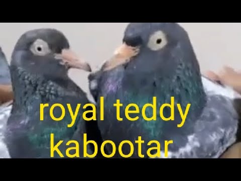 pure royal teddy kabootar #pureteddykabootar