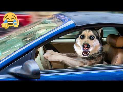What A Racing Dog 🤣😂 Funny Animal Moment 2026