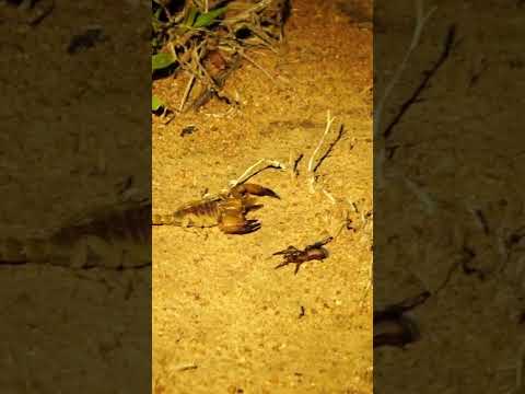 #Shorts: Scorpion vs Trapdoor Spider Standoff