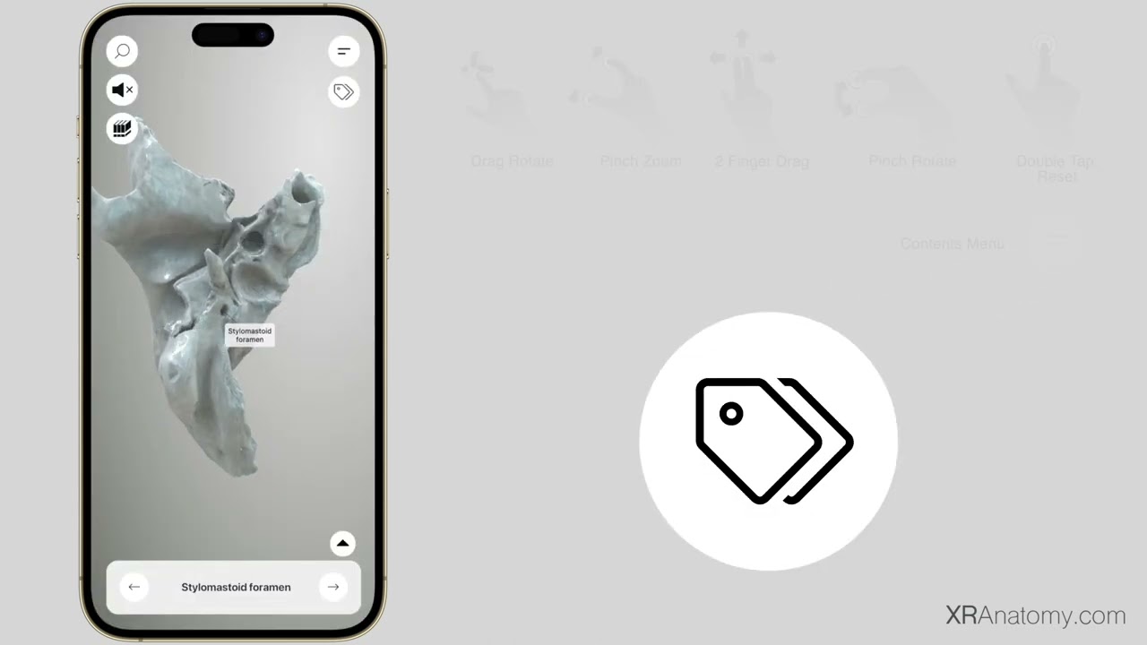 See 3D Osteology In Action