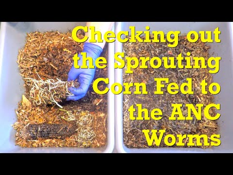 Vor vier Wochen an ANC-Würmer verfütterter Mais keimt und versucht zu wachsen – Wurmkompost