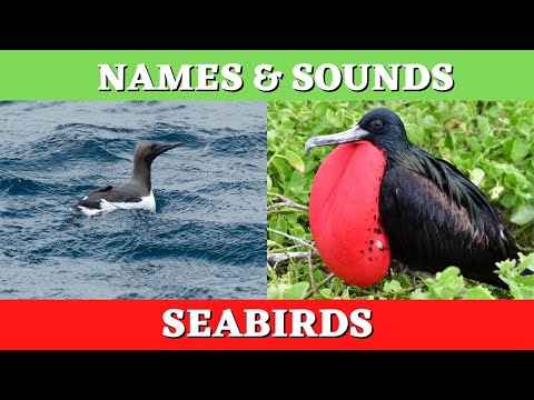 SEABIRDS | Names and Sounds of Birds that Live on the Seaside– KIDS TV