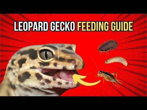 Leopard Gecko Feeding Guide