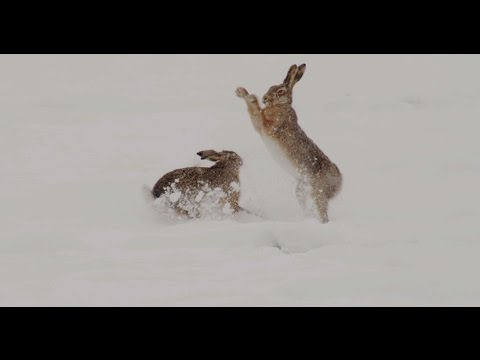 Two hares boxing in a snow covered field