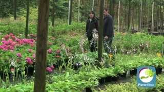 Pépinières Lafitte