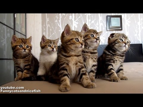 Getting All Your Kittens in a Row - Adorable!