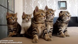 Funny Cats Choir  ( Dancing Chorus Line of Kittens )