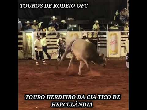 touro herdeiro da cia tico de Herculândia