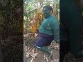 Let S Jinga Lala Jinga Lala