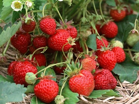Чем опасна пигментация на лице Нарушение пигментации кожи от загара