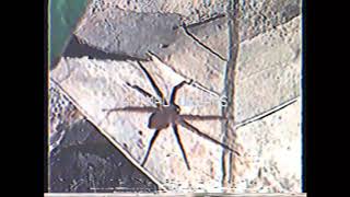 Adam Green - Animal Dreams