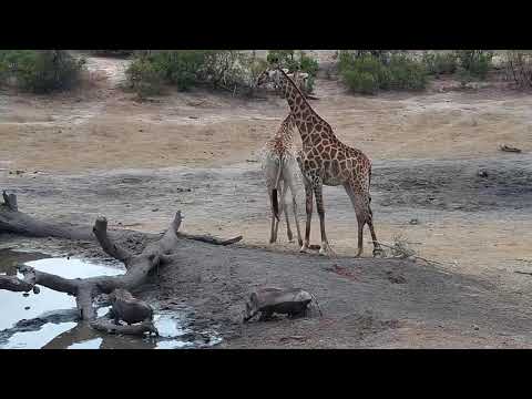 Djuma: Kudus, Warthogs and Giraffes - 10:42 - 10/09/19