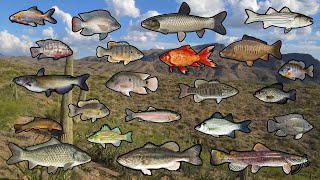 Can I Catch Every Fish In The Desert? (22 Species) 2