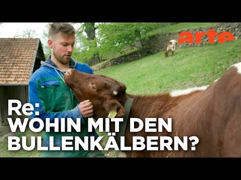Video Thumbnail: Vom Wegwerfkalb zum Alpenretter | ARTE Re: Reupload