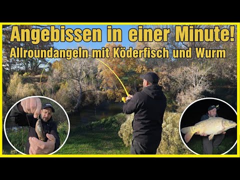 Successful all-round fishing in winter on the river overnight with live bait and worm 🎣 #pike #carp