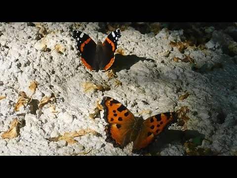 nymphalis polychloros with vanessa atalanta - butterflies of Greece