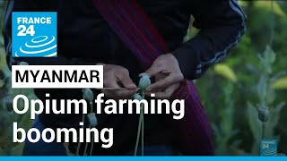 Myanmar opium farming booming after coup, UN finds • FRANCE 24 English