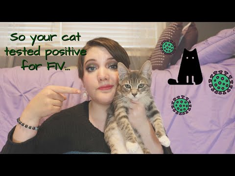 FIV IN CATS // Is a Positive Test a Death Sentence?