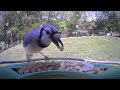 🪺LIVE! Birdfeeder Cam 051826 Virginia, USA #birds #cattv #nature #wildlife #bird #birdwatching DEFAULT Thumbnail