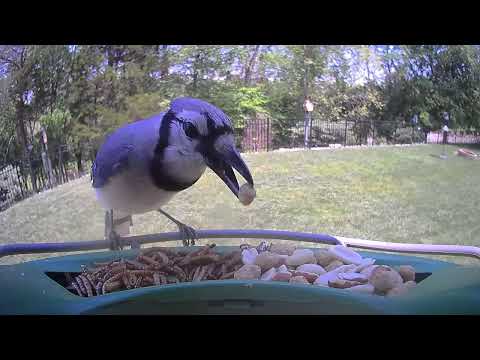 🪺LIVE! Birdfeeder Cam 051826 Virginia, USA #birds #cattv #nature #wildlife #bird #birdwatching