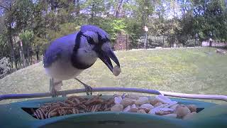 🪺LIVE! Birdfeeder Cam 051826 Virginia, USA #birds #cattv #nature #wildlife #bird #birdwatching MQDEFAULT Thumbnail