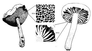 unable to fully embrace this happines - Varicella Zoster - split (2017) [Full Split]