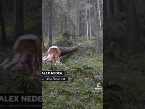 România și Hoții de lemne din Bucovina