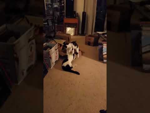 Sadiq and Mingus again