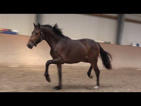 *2019 Stute von Dante's Jr. - San Amour SOLD!!!