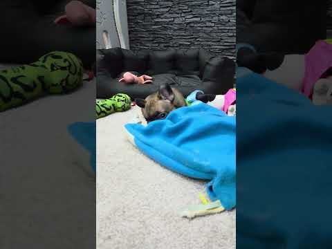 Video 4