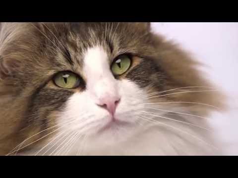 Royal Canin Feline Breed Nutrition - Norwegian Forest Cat