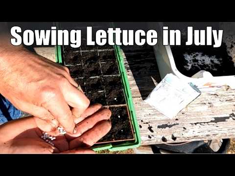 Essential July Lettuce Sowing Tips for a Successful Harvest