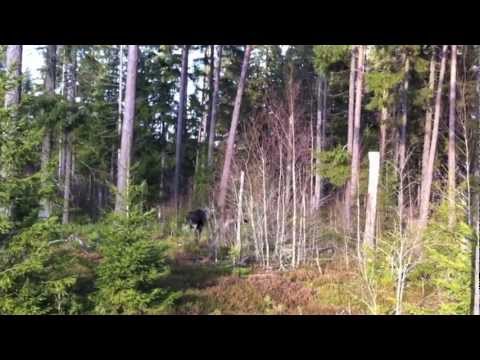 Ko med Kalv 5m från älgtornet