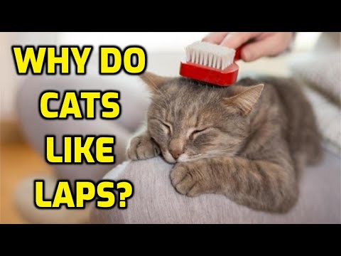 Why Do Cats Like Sitting On Laps So Much?