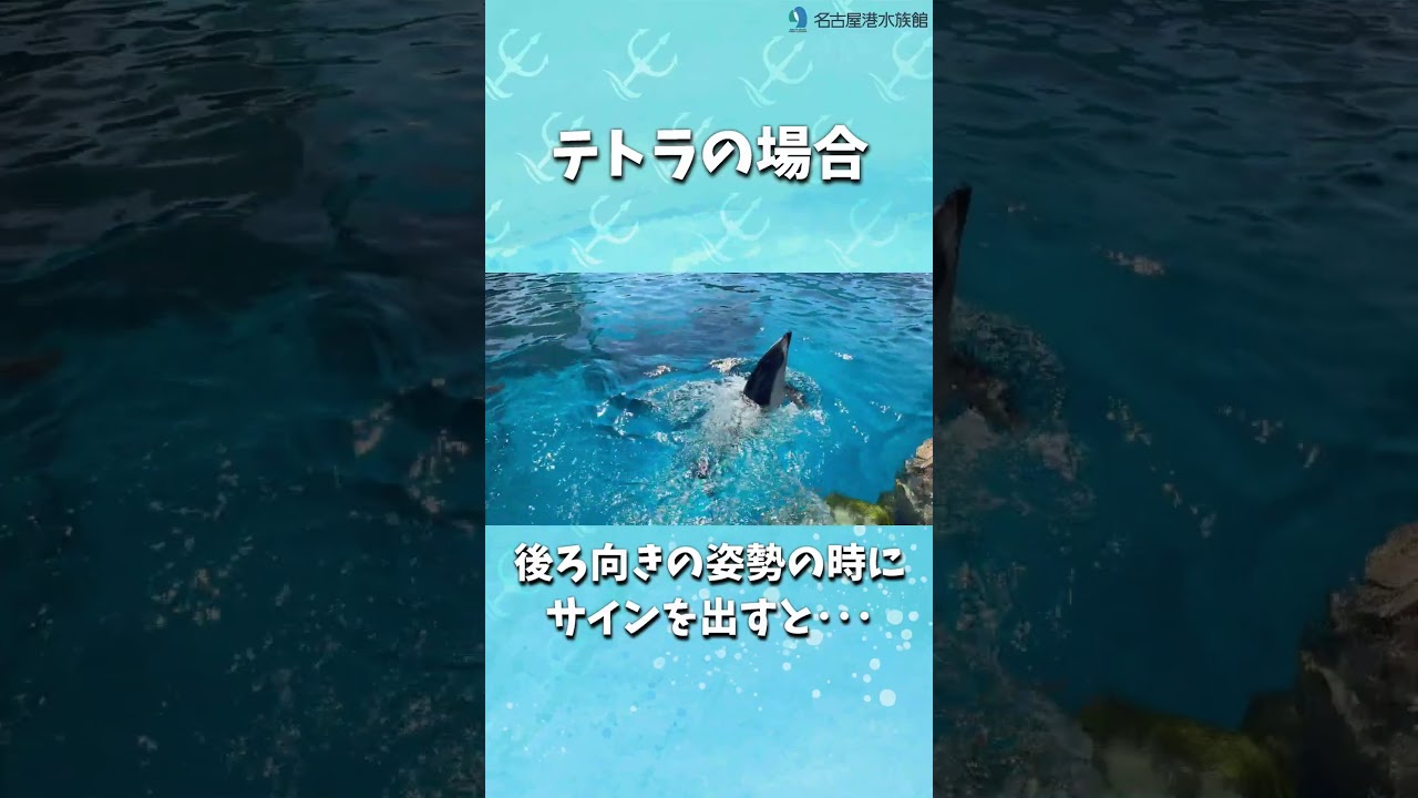 テトラの真似っこ   #shorts