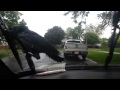 Crow riding windshield wipers 