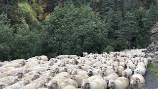 preview picture of video 'Georgia,Tusheti - Sheep river - GeoTripMaker'