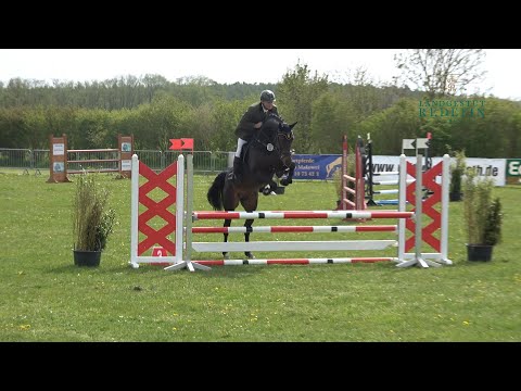 Akando , v. Askari - Askanier, DSP Hengst, gekört * 2018