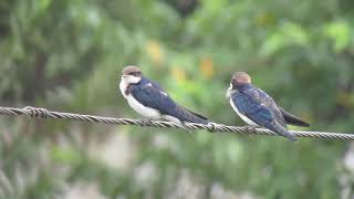 Wire tailed swallow sep 18