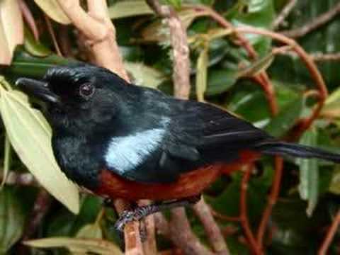 AVES EN PELIGRO COLOMBIA